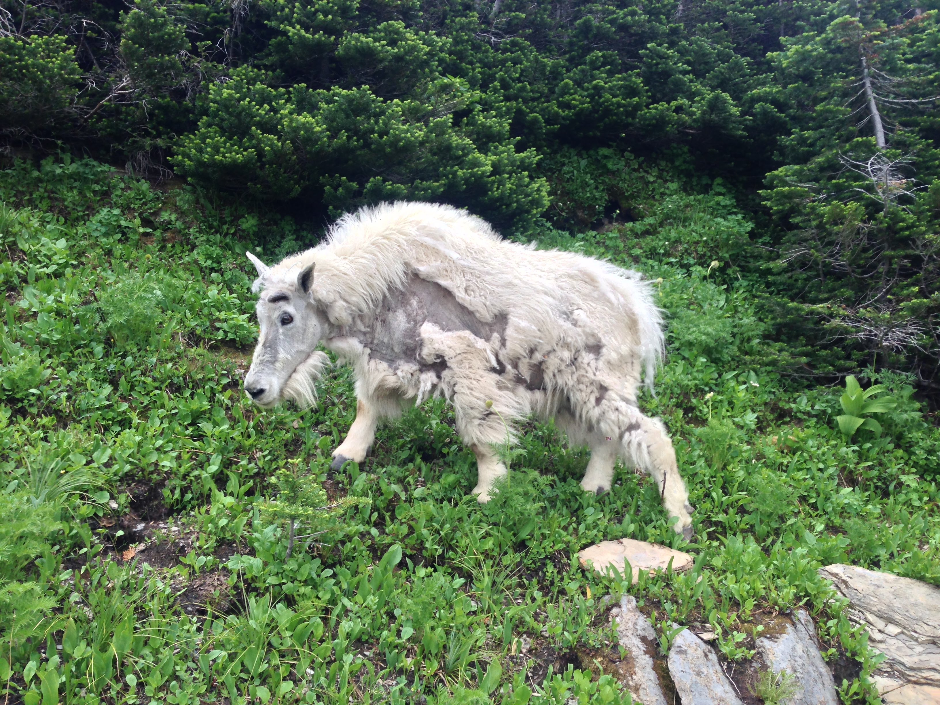 mountain goat5